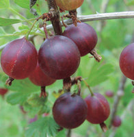 Jahns Prairie Gooseberry