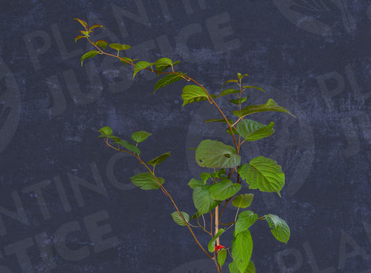 September Sun Arctic Beauty Kiwi