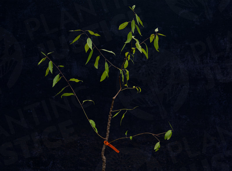 Load image into Gallery viewer, All-In-One Almond (Prunus Dulcis)
