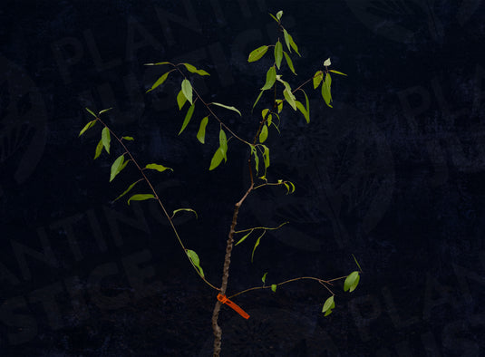 All-In-One Almond (Prunus Dulcis)