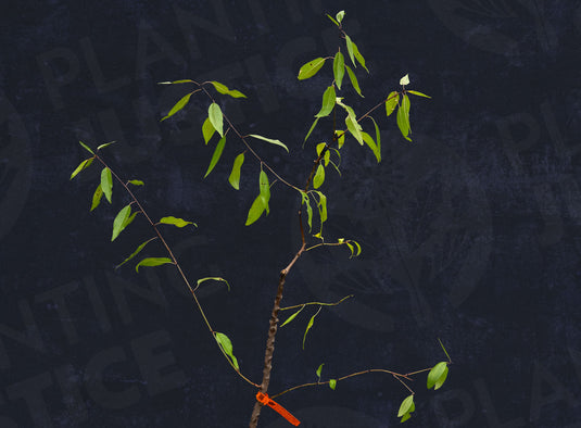 All-In-One Almond (Prunus Dulcis)