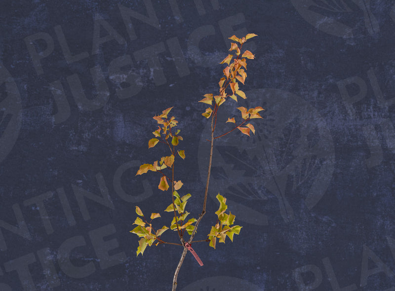 Load image into Gallery viewer, Autumn Royal Apricot
