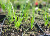 Afghan Gandana Perennial Leek (Afghan Leek)