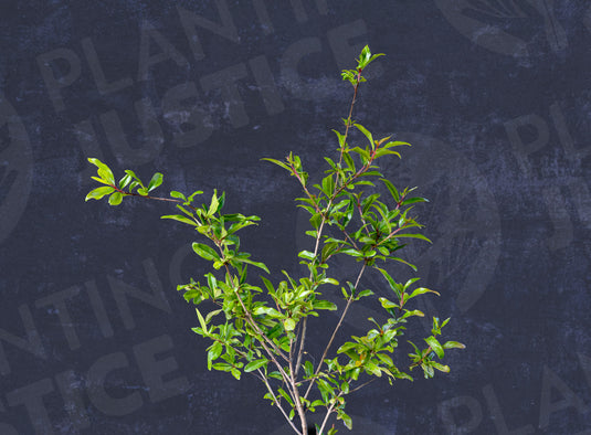 Agat Pomegranate (Punica Granatum)