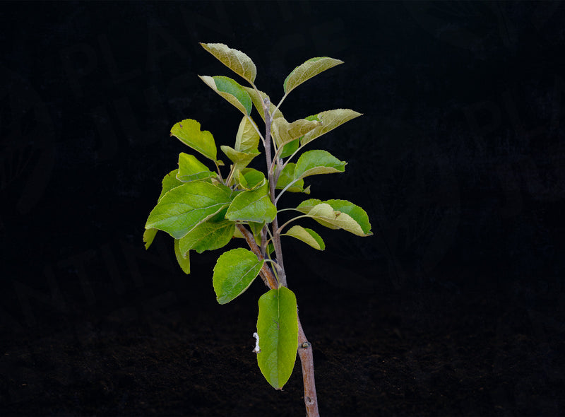 Load image into Gallery viewer, Akane Apple (Malus domestica) (Tokyo Rose)
