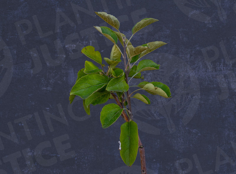 Load image into Gallery viewer, Akane Apple (Malus domestica) (Tokyo Rose)
