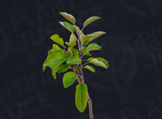 Akane Apple (Malus domestica) (Tokyo Rose)