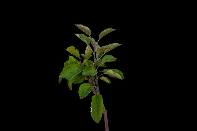 Load image into Gallery viewer, Akane Apple (Malus domestica) (Tokyo Rose)
