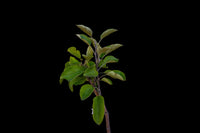 Akane Apple (Malus domestica) (Tokyo Rose)