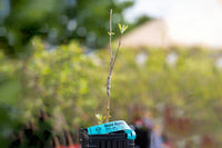 Akane Apple (Malus domestica)