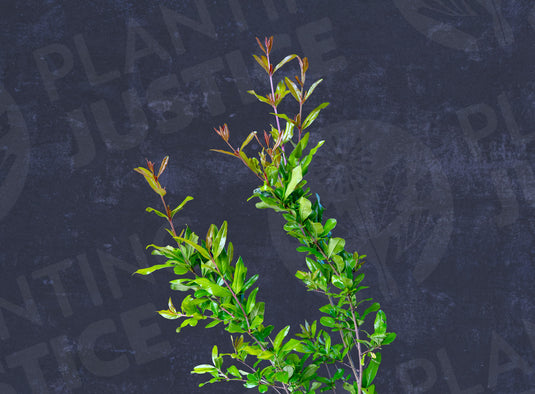 Al-Sirin-Nar Pomegranate (Punica Granatum)