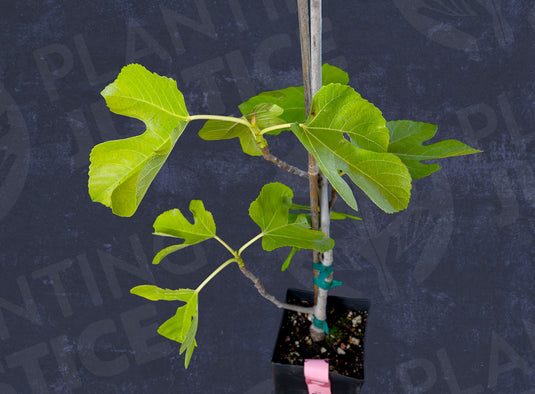 Alma Fig
