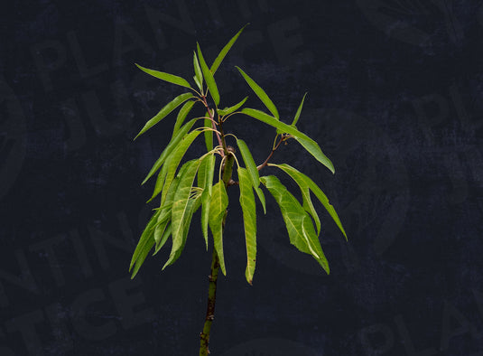 Primavera™ Almond (Prunus dulcis)