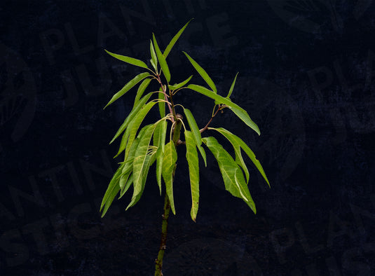 Primavera™ Almond (Prunus dulcis)