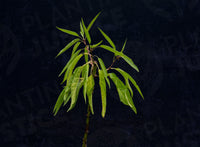 Primavera™ Almond (Prunus dulcis)