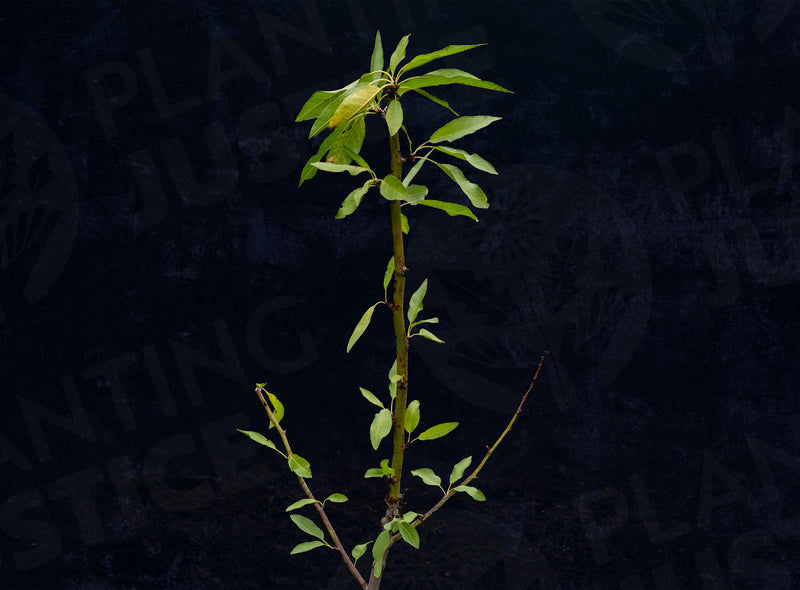 Load image into Gallery viewer, Seaside™ Almond
