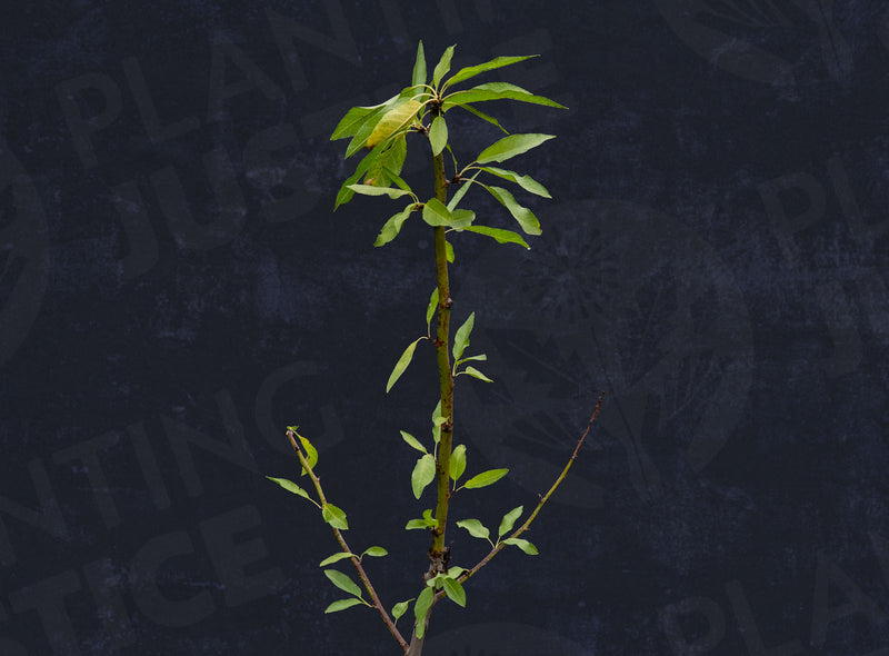Load image into Gallery viewer, Seaside™ Almond

