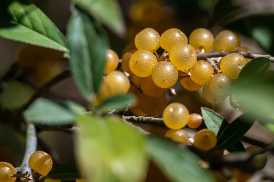 Amber Autumn Olive