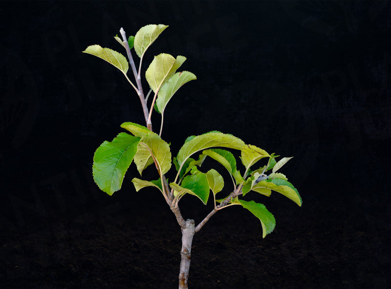 Load image into Gallery viewer, Amere de Berthcourt Cider Apple
