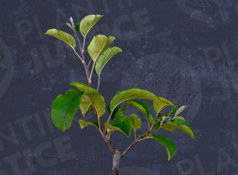 Load image into Gallery viewer, Amere de Berthcourt Cider Apple
