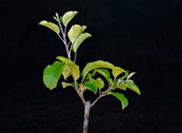 Amere de Berthcourt Cider Apple