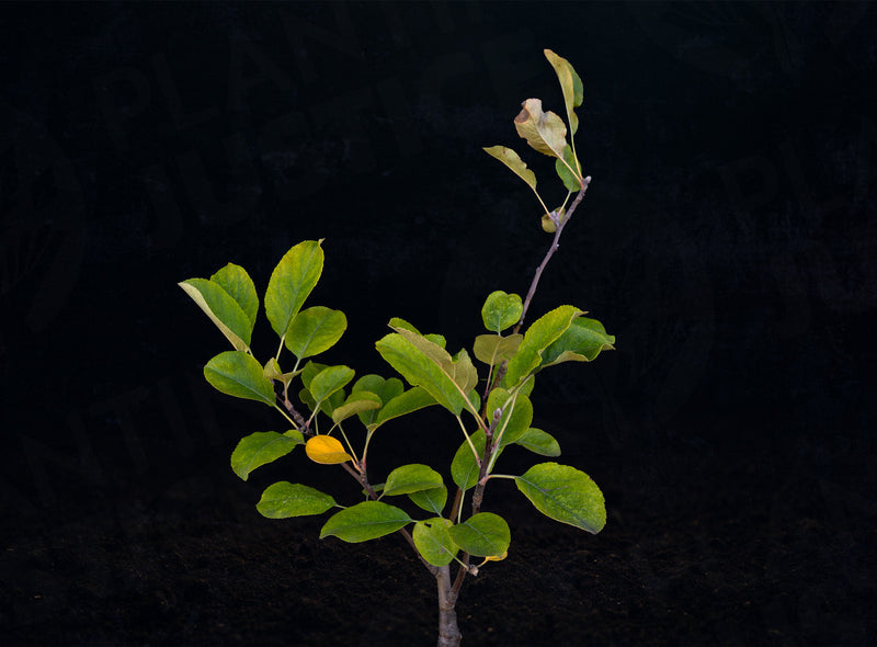 Load image into Gallery viewer, Anna Apple
