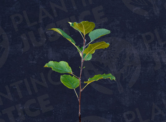 Antonovka Apple Seedlings