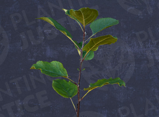 Antonovka Apple Seedlings