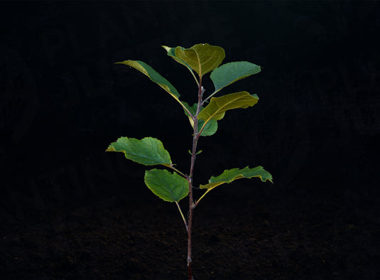 Antonovka Apple Seedlings