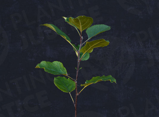 Antonovka Apple Seedlings
