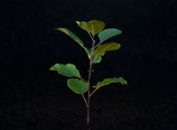Antonovka Apple Seedlings