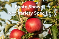 Wynooche Early Apple
