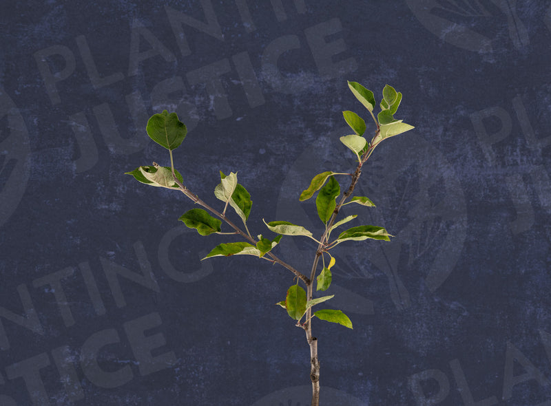 Load image into Gallery viewer, Arkansas Black Apple
