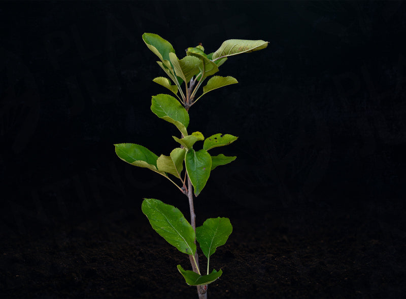 Load image into Gallery viewer, Arkansas Black Apple
