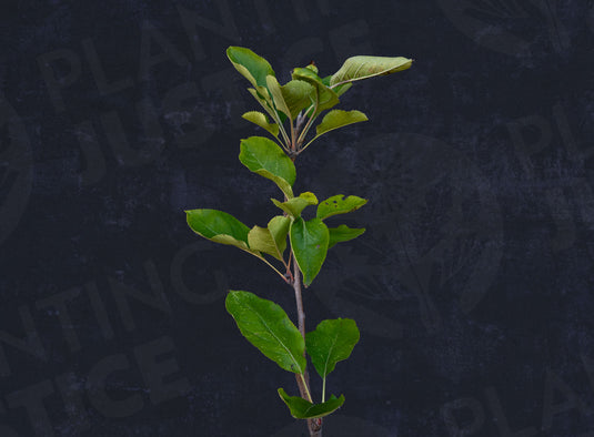 Arkansas Black Apple