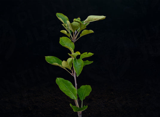 Arkansas Black Apple