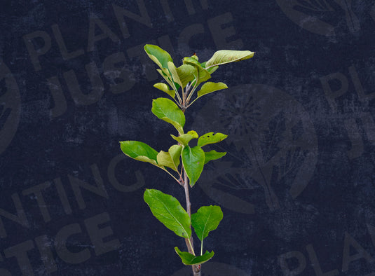 Arkansas Black Apple