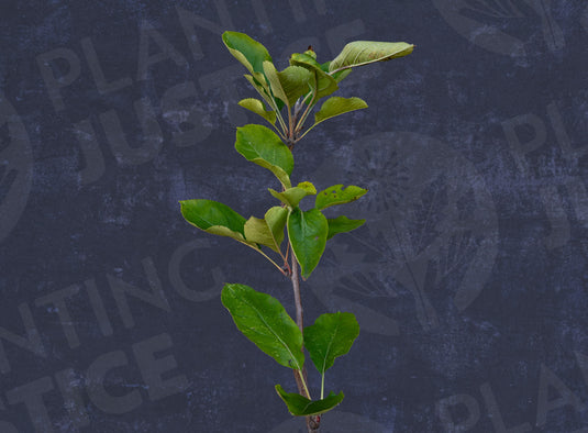 Arkansas Black Apple