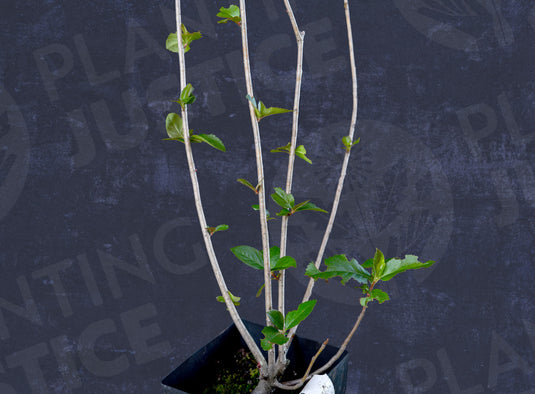 Aronia Seedling