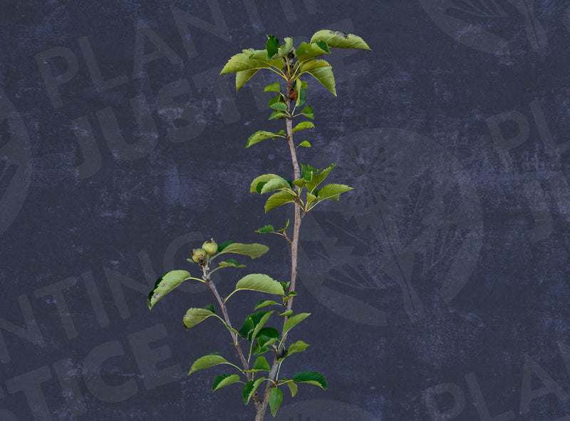 Load image into Gallery viewer, Ashmead's Kernel Apple
