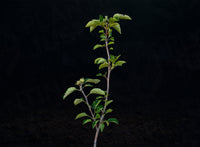Ashmead's Kernel Apple