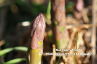 3 Plant - Jersey Knight Asparagus