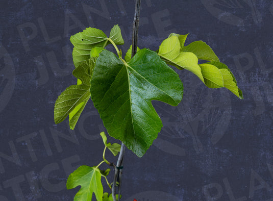Atreano Fig