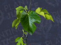 Figs (Ficus carica) – Planting Justice