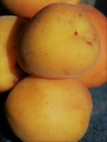 Autumn Royal Apricot