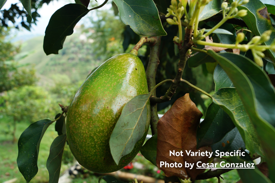 Lula Avocado