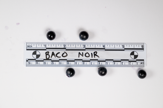 Baco Noir Grape