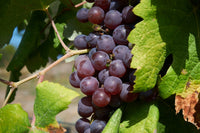 Baharat Early Grape