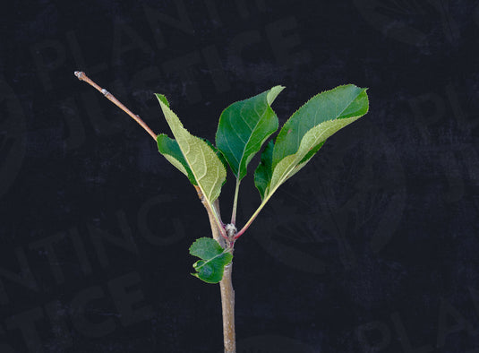 Belle de Boskoop Apple