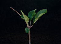 Belle de Boskoop Apple